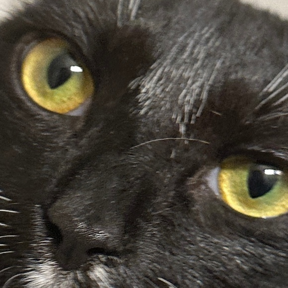 Meet your Posher, Alexander - Picture 1 of 1